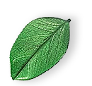 https://www.sofawashing.com/wp-content/uploads/2025/07/floating_leaf_01.png